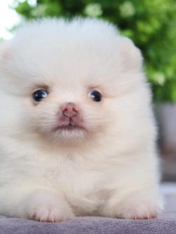 ปอมเมอเรเนียน เพศเมีย