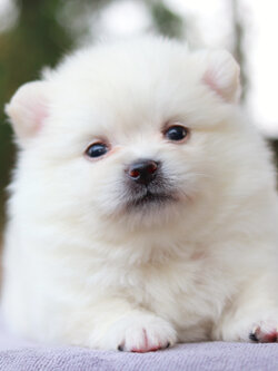 ปอมเมอเรเนียน เพศผู้