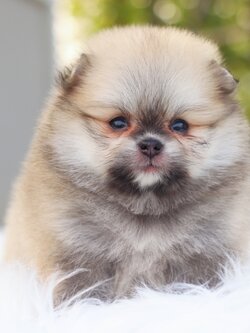 ปอมเมอเรเนียน เพศเมียสีส้ม