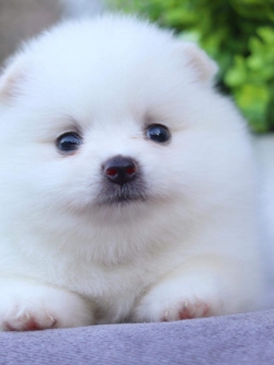 ปอมเมอเรเนียน เพศเมีย