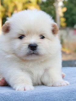 ปอมเมอเรเนียน เพศผู้