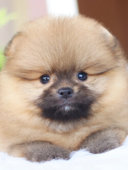 ปอมเมอเรเนียน เพศผู้ สีส้ม