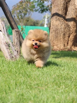 ปอมเมอเรเนียน เพศผู้