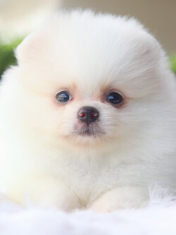 ปอมเมอเรเนียน เพศเมียสีขาวครีม