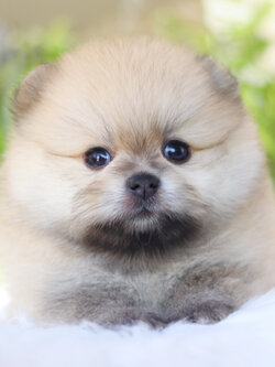 ปอมเมอเรเนียน เพศเมียสีส้ม