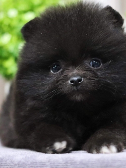 ปอมเมอเรเนียน เพศผู้