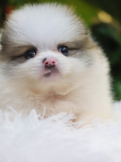 ปอมเมอเรเนียน เพศเมียสีแฟนซี