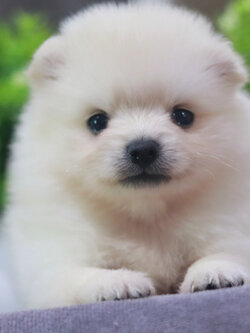 ปอมเมอเรเนียน เพศเมีย