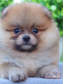 ปอมเมอเรเนียน เพศผู้