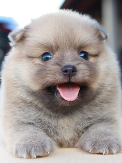 ปอมเมอเรเนียน เพศผู้ สีโอวัลติน