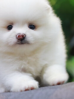 ปอมเมอเรเนียน เพศเมีย