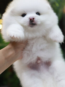 ปอมเมอเรเนียน เพศผู้ ขาวครีม หน้าฟ็อกไซส์ปกติ