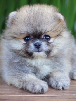 ปอมเมอเรเนียน เพศเมีย