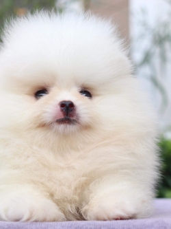 ปอมเมอเรเนียน เพศเมีย