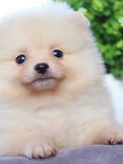 ปอมเมอเรเนียน เพศผู้