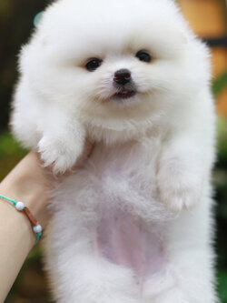 ปอมเมอเรเนียน เพศเมียหน้าตุ๊กตา