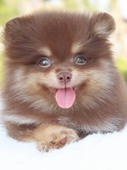 ปอมเมอเรเนียน เพศผู้สีช็อคแทน