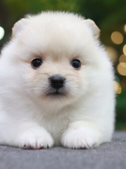 ปอมเมอเรเนียน เพศผู้