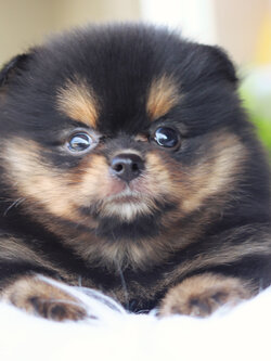 ปอมเมอเรเนียน เพศเมียสีแบล็คแทน