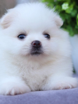 ปอมเมอเรเนียน เพศเมีย