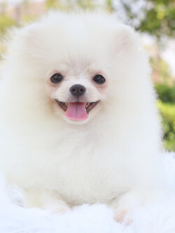 ปอมเมอเรเนียน เพศผู้สีขาวครีม