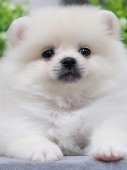 ปอมเมอเรเนียน เพศเมีย