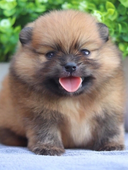 ปอมเมอเรเนียน เพศผู้