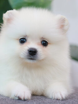 ปอมเมอเรเนียน เพศผู้ สีขาว หน้าฟ็อก ไซส์ปกติ