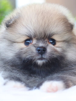 ปอมเมอเรเนียน เพศเมียสีส้ม