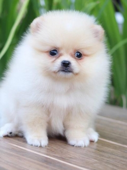 ปอมเมอเรเนียน เพศเมีย