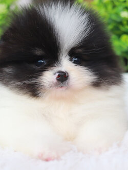 ปอมเมอเรเนียน เพศเมีย แฟนซีขาวดำ แพนด้าน้อย