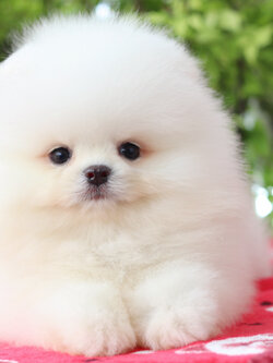 ปอมเมอเรเนียน เพศผู้สีขาวครีม เกรดโชว์