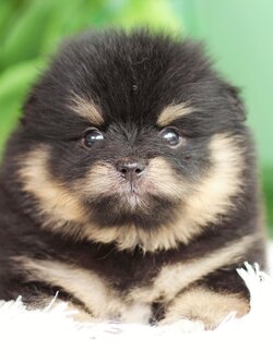 ปอมเมอเรเนียน เพศผู้ แบล็คแทน