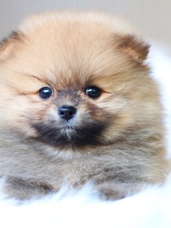 ปอมเมอเรเนียน เพศผู้ สีส้ม