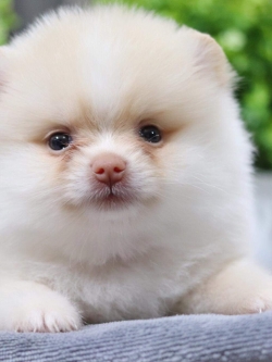 ปอมเมอเรเนียน เพศเมีย