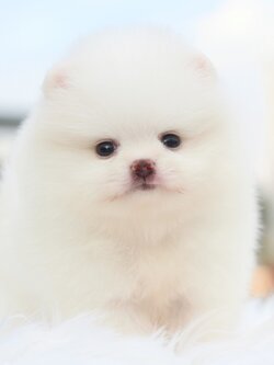 ปอมเมอเรเนียน เพศผู้เกรดโชว์ พร้อมใบเพ็ดเต็มใบ