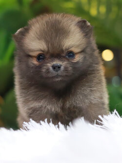 ปอมเมอเรเนียน เพศเมีย ทีคัพ