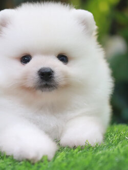 ปอมเมอเรเนียน เพศผู้ สีขาว