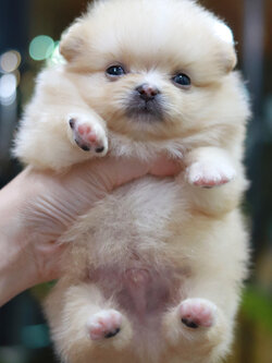 ปอมเมอเรเนียน เพศผู้