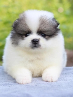 ปอมเมอเรเนียน เพศผู้