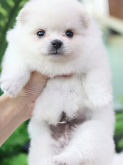 ปอมเมอเรเนียน เพศผู้ สีขาวครีม