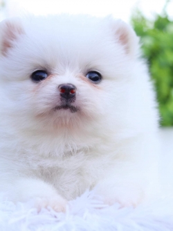 ปอมเมอเรเนียน เพศเมีย