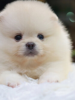 ปอมเมอเรเนียน เพศผู้ สีขาวครีม