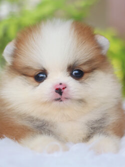 ปอมเมอเรเนียน เพศผู้ สีแฟนซี