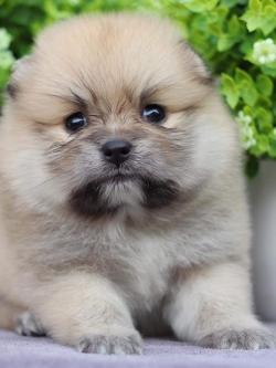 ปอมเมอเรเนียน เพศเมีย