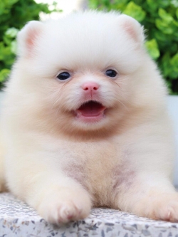 ปอมเมอเรเนียน เพศเมีย