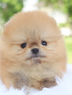 ปอมเมอเรเนียน เพศเมียสีส้ม ทีคัพ