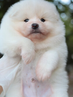 ปอมเมอเรเนียน เพศผู้ ขาวครีม