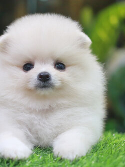 ปอมเมอเรเนียน เพศเมียสีขาวครีม ขนแน่น