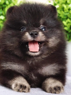 ปอมเมอเรเนียน เพศเมีย